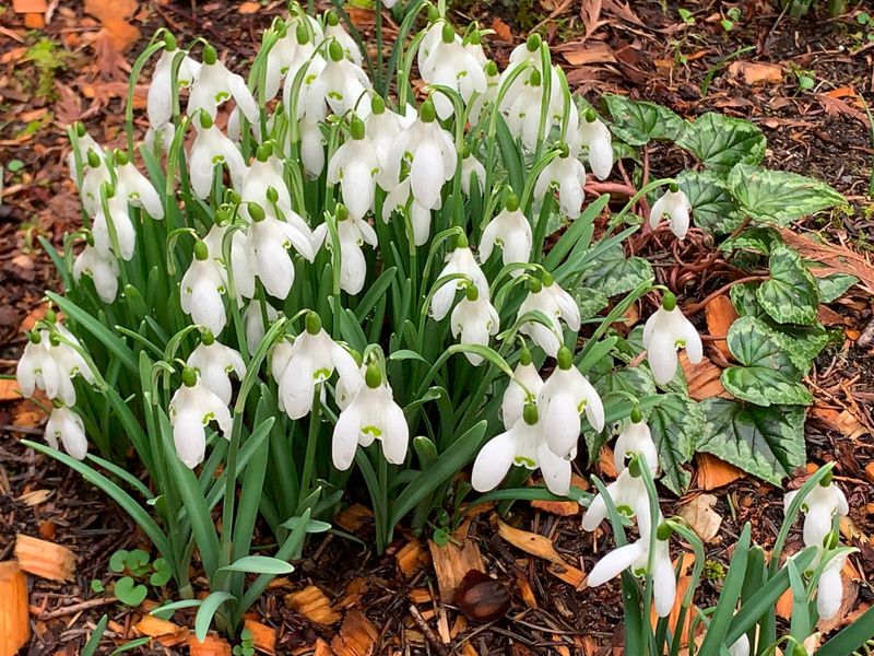 Snowdrops