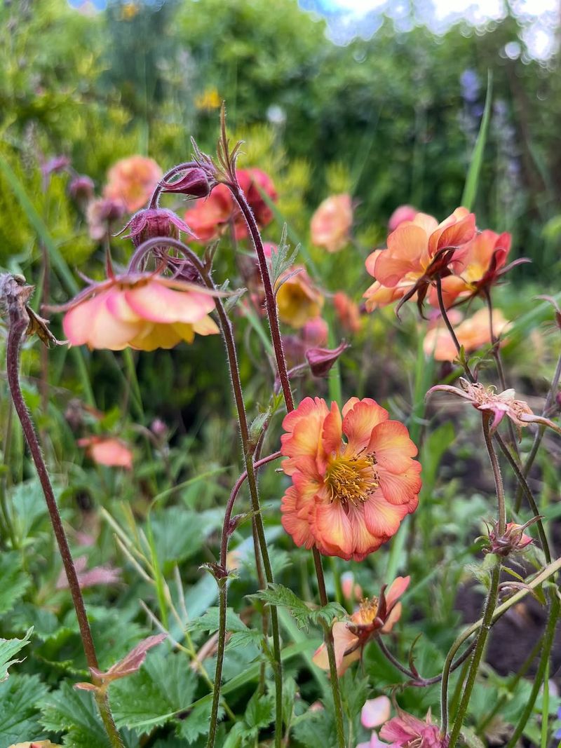 Perennial Geum (Avens) Perennial Geum (Avens)