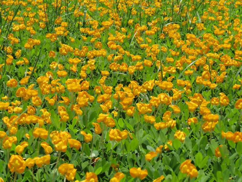 Perennial Peanut (Arachis glabrata) Perennial Peanut (Arachis glabrata)