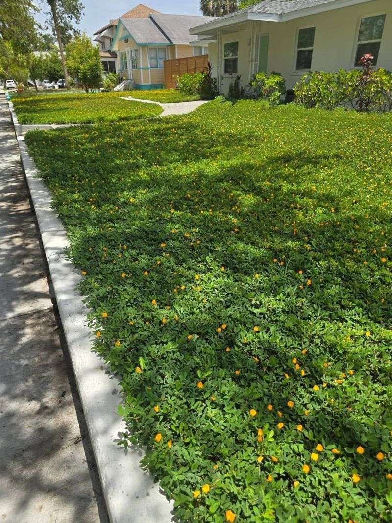 Perennial peanut can lower long-term care on the right site