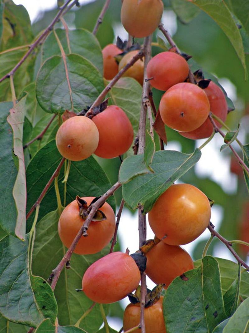 Persimmon