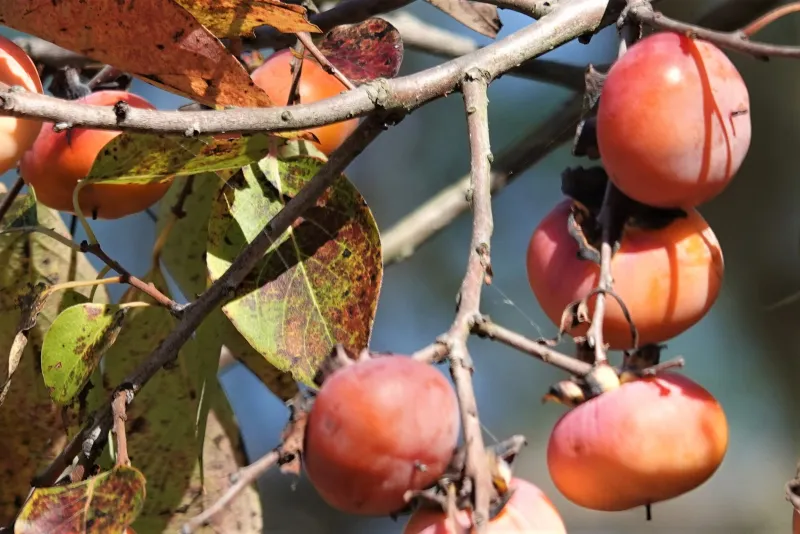 Persimmon