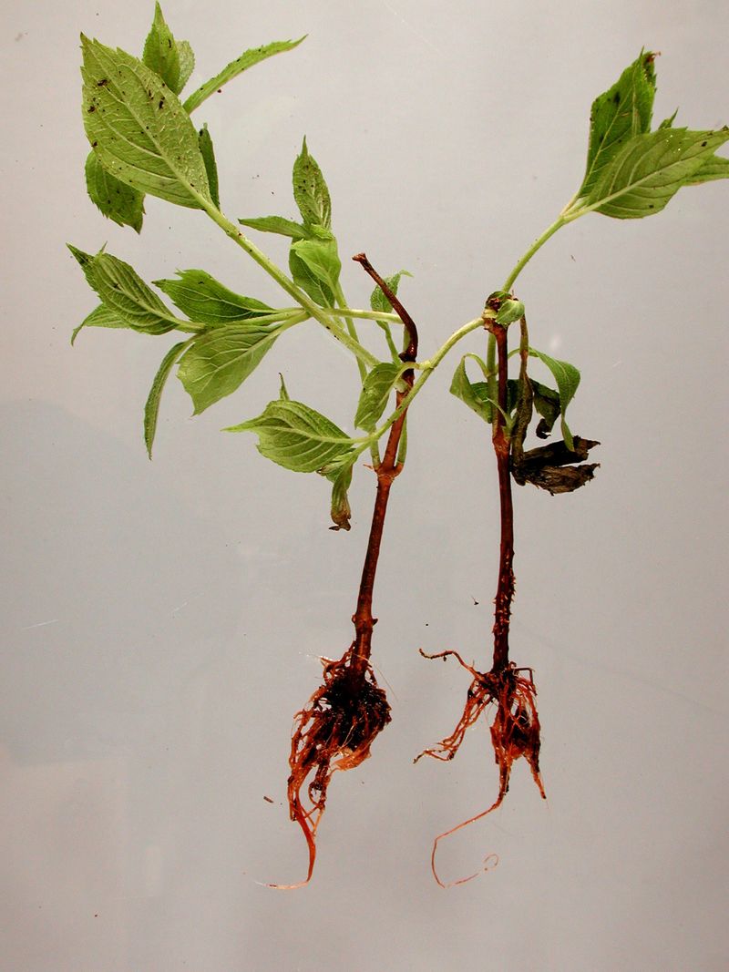 Persistent wilt and decline make root damage more plausible Persistent wilt and decline make root damage more plausible