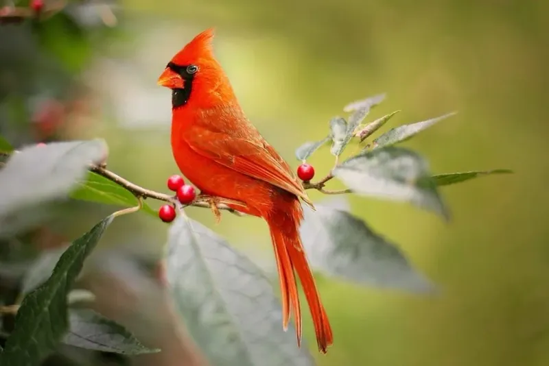 Personal Meaning Belongs to Belief, Not Bird Biology Personal Meaning Belongs to Belief, Not Bird Biology