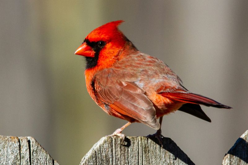 A visit does not prove a nest or predict the future