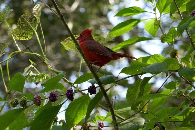 Build habitat instead of relying on unlimited seed
