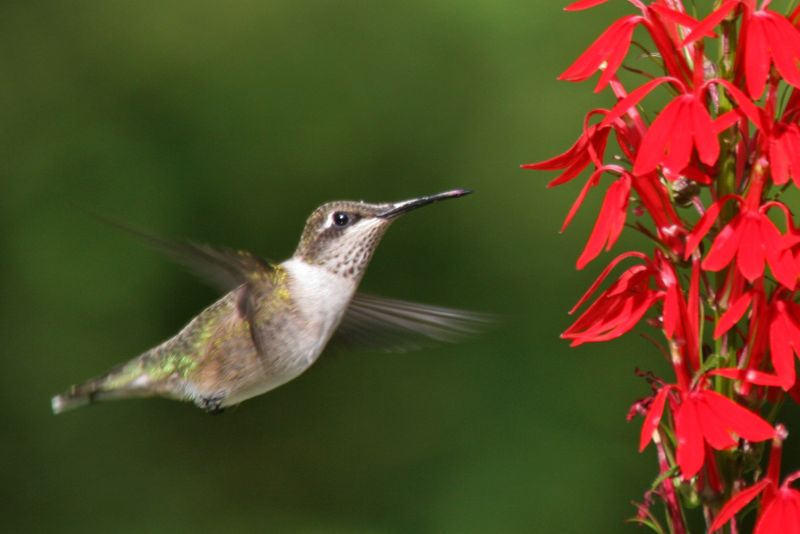 Too Many Nonnative Flowers Leave Hummingbirds Hungry