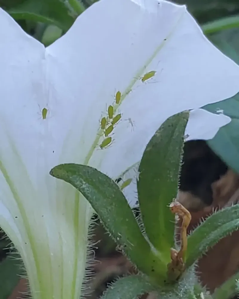 Pests and disease leave clues beyond the afternoon wilt
