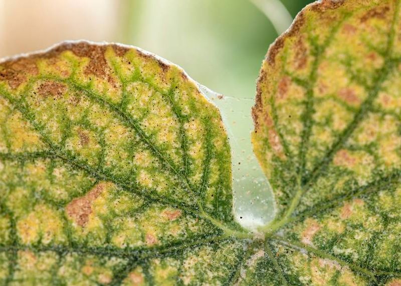 Pests and diseases leave clues fertilizer cannot fix