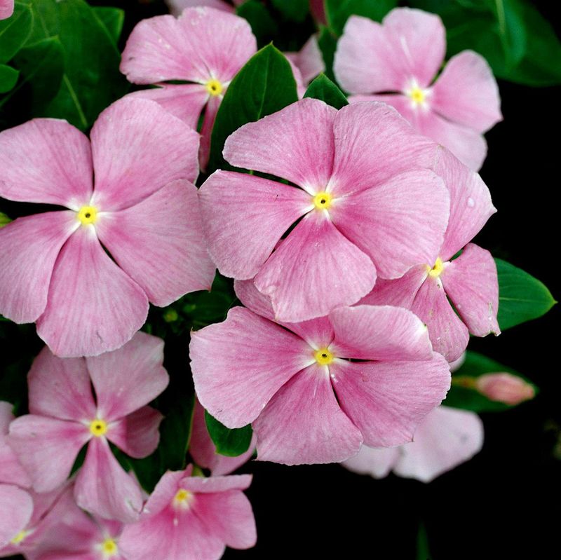 Vinca (Madagascar Periwinkle)