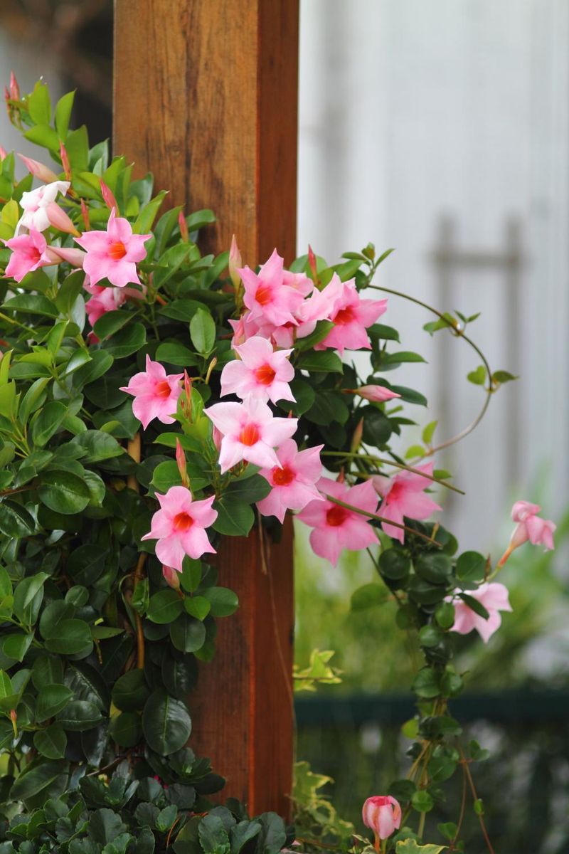 Petunia Look-Alike: Mandevilla