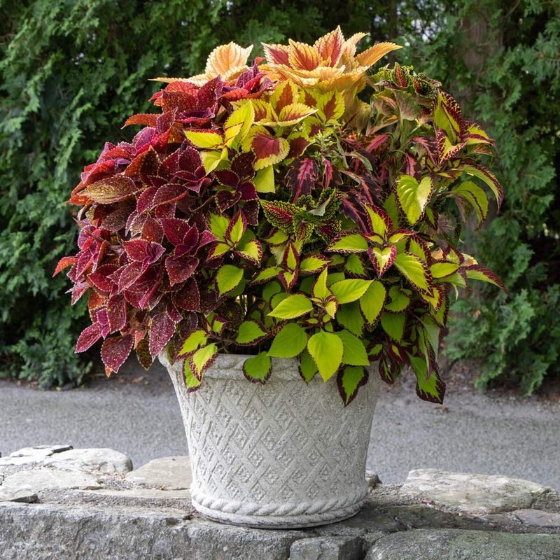 Coleus