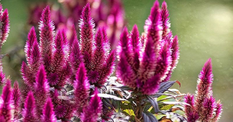 Celosia
