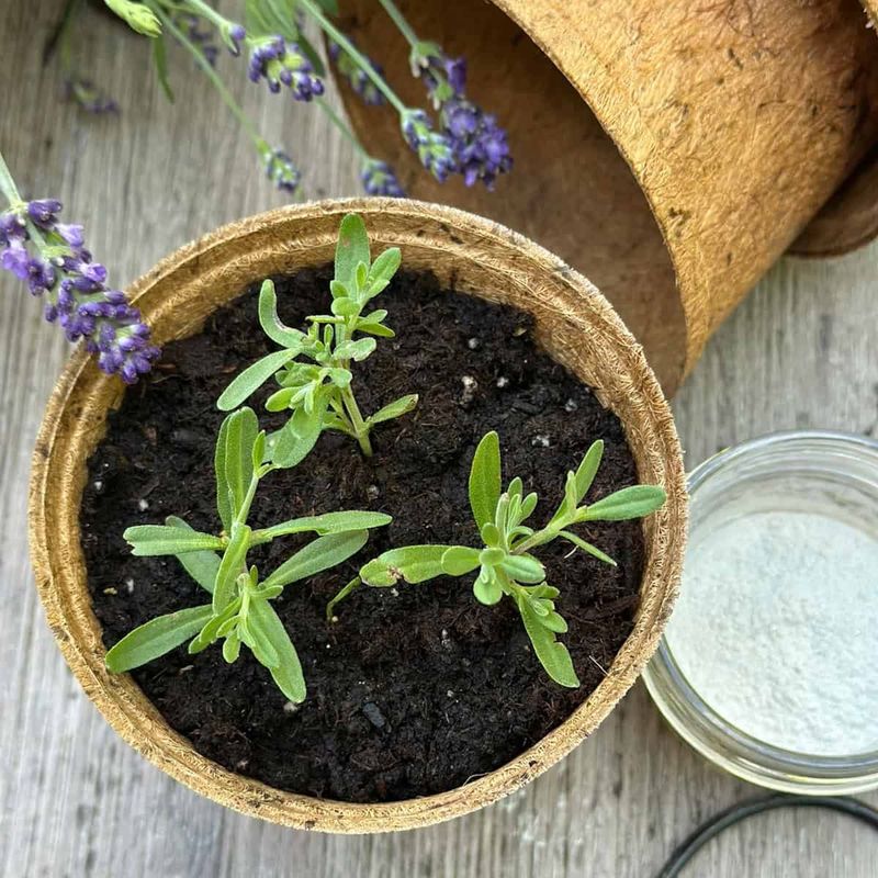 Mix a Gritty, Fast-Draining Soil