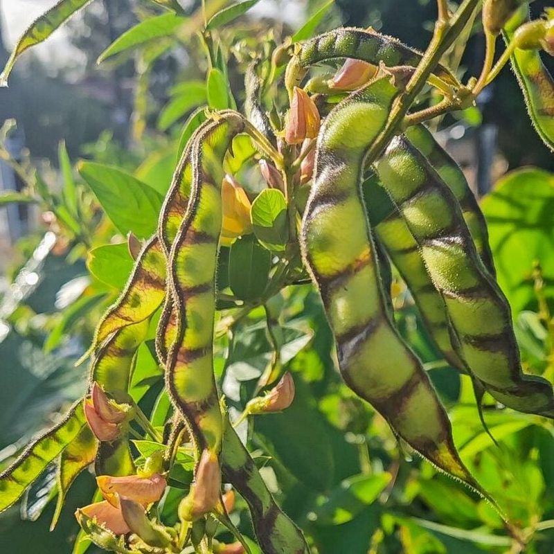 Pigeon Pea