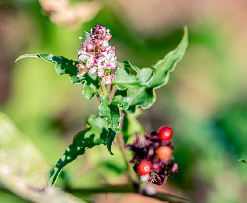 Pigeonberry (Rivina humilis)