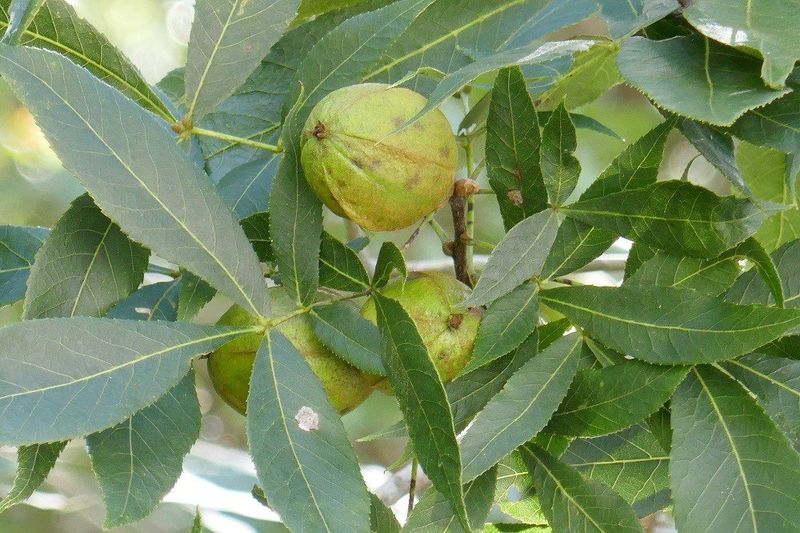 Pignut Hickory