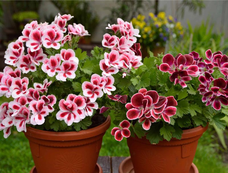 Choose the Right Pot and Drainage