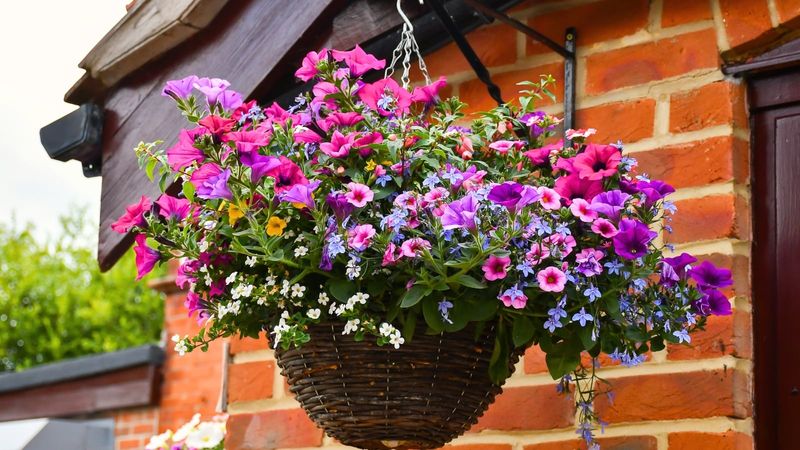 Shape Trailing Petunias for Fullness
