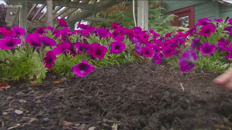 Mulch to Keep Roots Cool and Moist