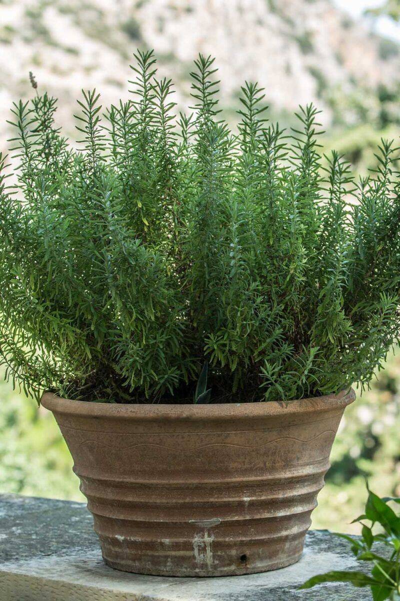 Place rosemary neatly and avoid creating new shelter Place rosemary neatly and avoid creating new shelter