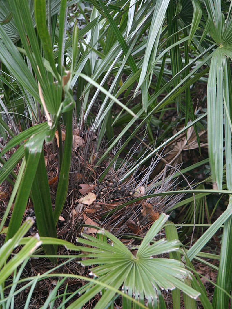 Place the spiny palm away from high-contact areas Place the spiny palm away from high-contact areas