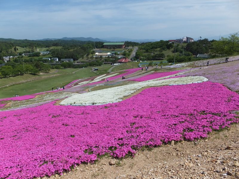 Plan for spring flowers and ordinary maintenance