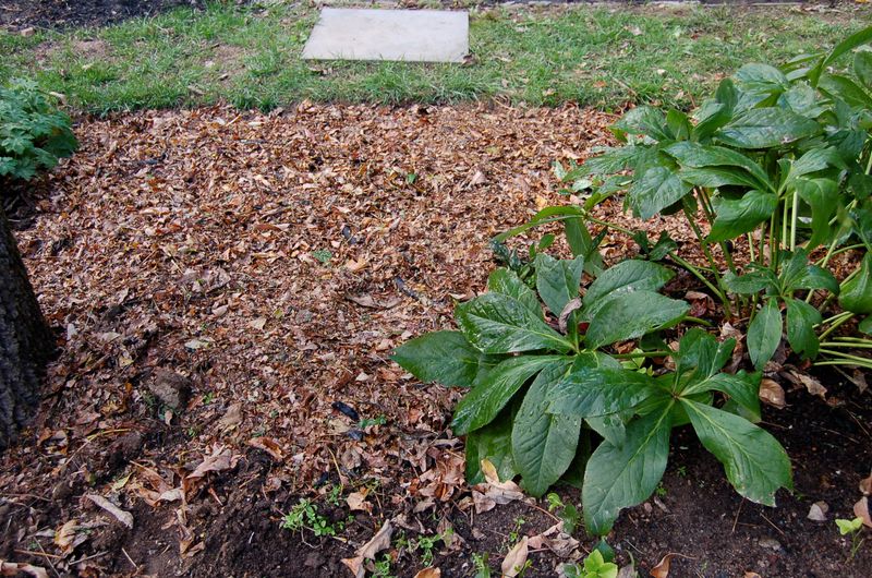 Leave the Leaves and Skip the Rake