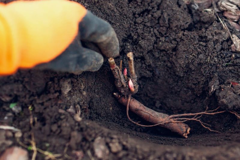 Stop Planting the Roots Too Deep