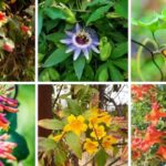 Plant These Native Texas Vines Instead Of Wisteria And Get The Drama Without The Takeover