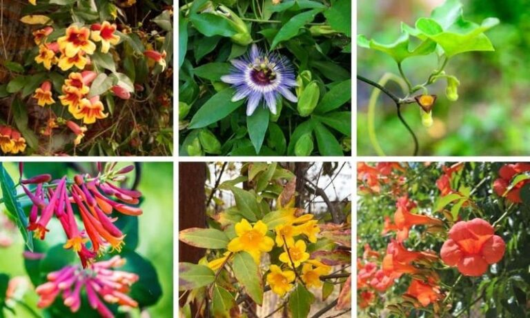 Plant These Native Texas Vines Instead Of Wisteria And Get The Drama Without The Takeover