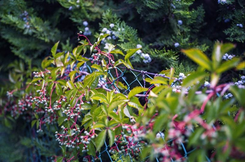Plant Virginia creeper for the season it can extend