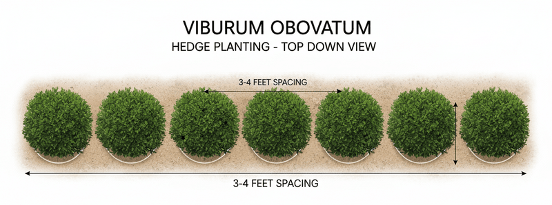 Plant and space the replacement for long-term growth