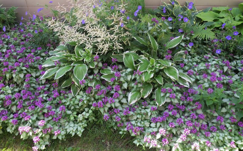 Plant at a spacing that balances cost and coverage Plant at a spacing that balances cost and coverage