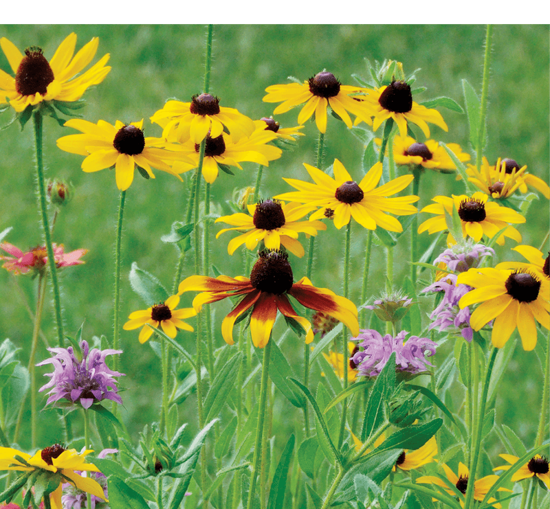 Plant black-eyed Susan for what the evidence supports