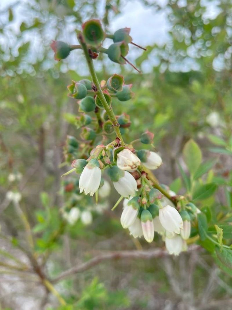 Plant compatible cultivars that bloom together
