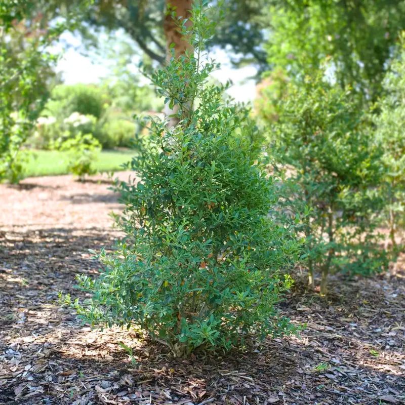 Plant during a favorable fall window, not by the calendar alone Plant during a favorable fall window, not by the calendar alone