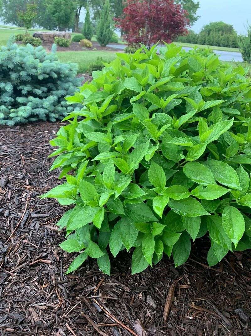 Be Patient With Newly Planted Shrubs