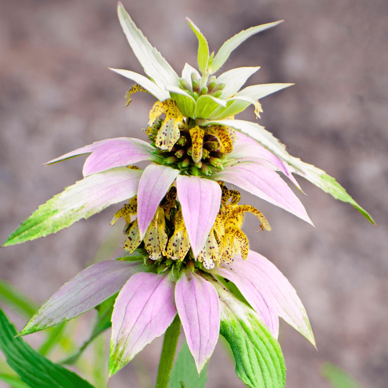 Plant it for survival, not just the bloom photo Plant it for survival, not just the bloom photo