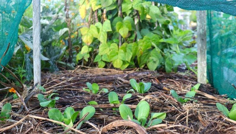Plant promptly and protect young plants from summer stress Plant promptly and protect young plants from summer stress