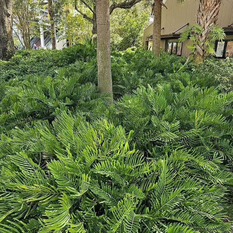 Plant slowly growing coontie for its mature form Plant slowly growing coontie for its mature form