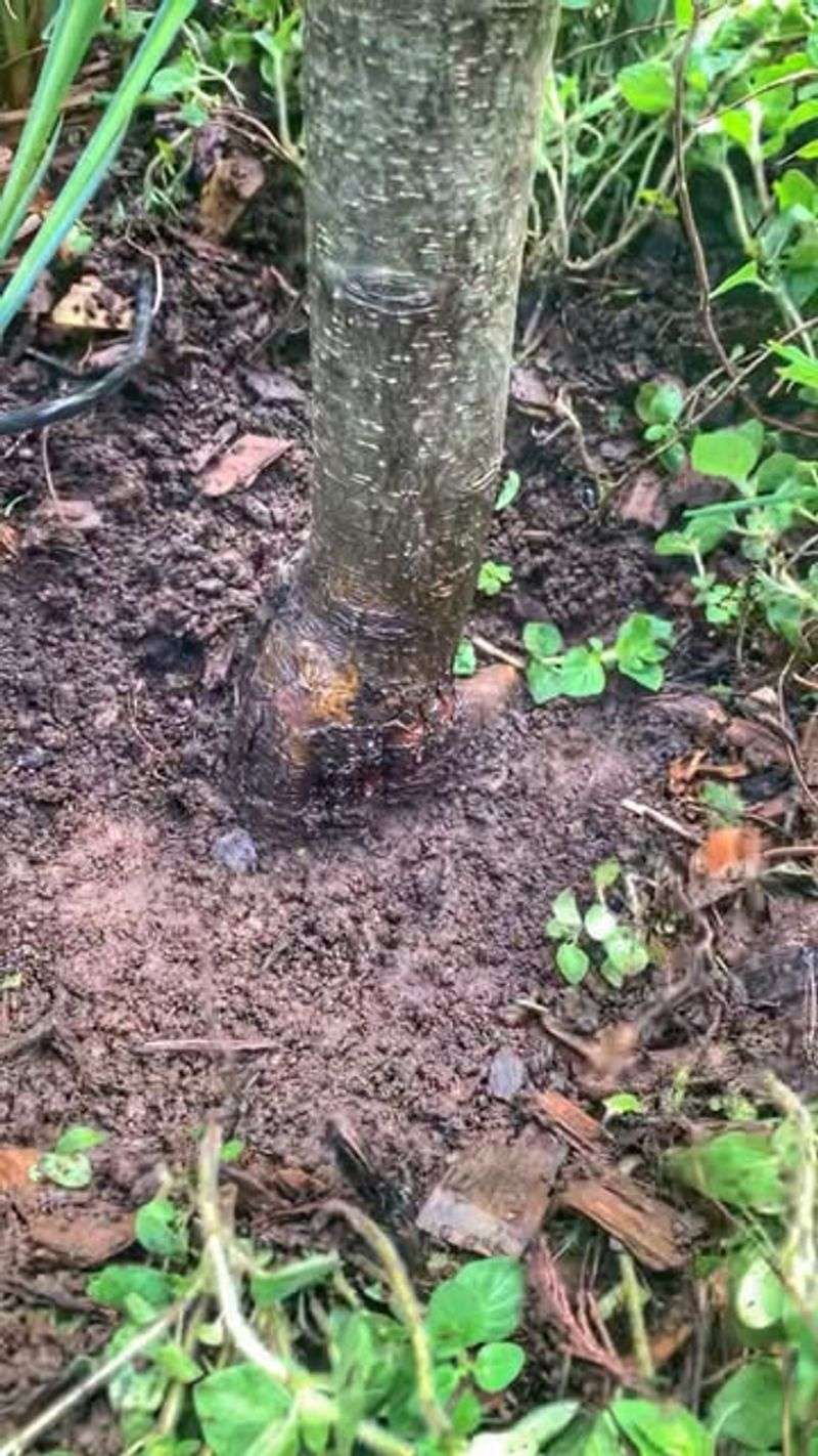 Plant the root ball correctly and match the site Plant the root ball correctly and match the site