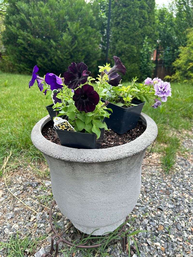 Crowding Plants So They Fight for Everything