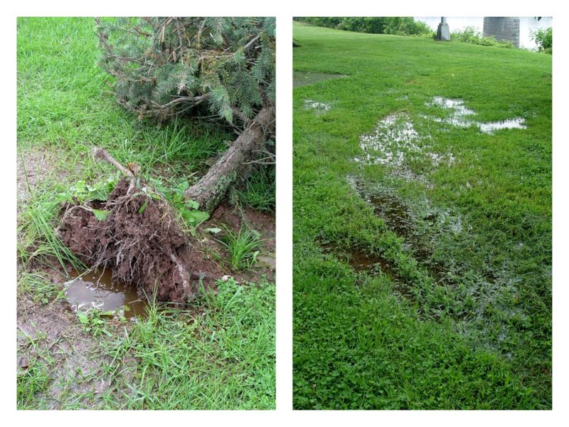 Planting in Poorly Drained Soil
