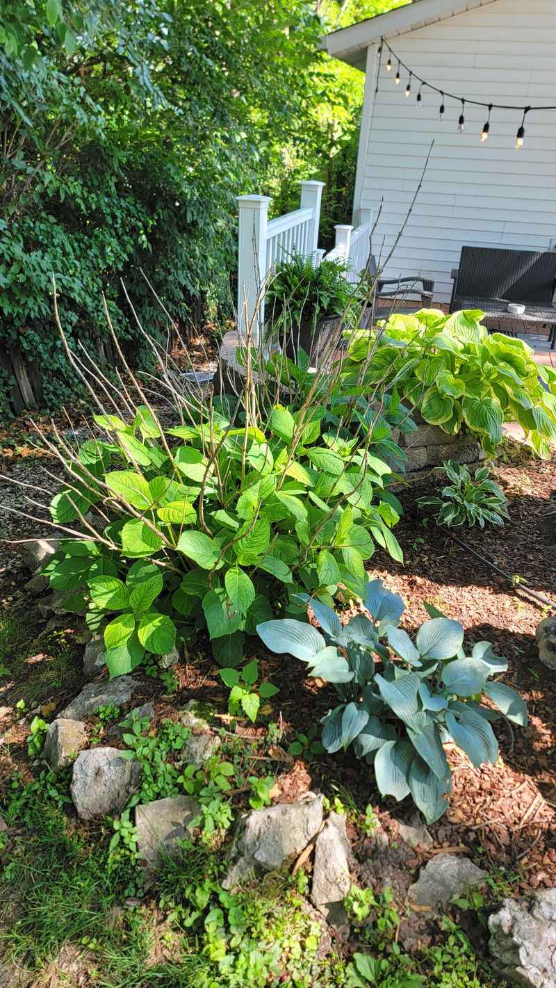 Planting in Too Much Shade