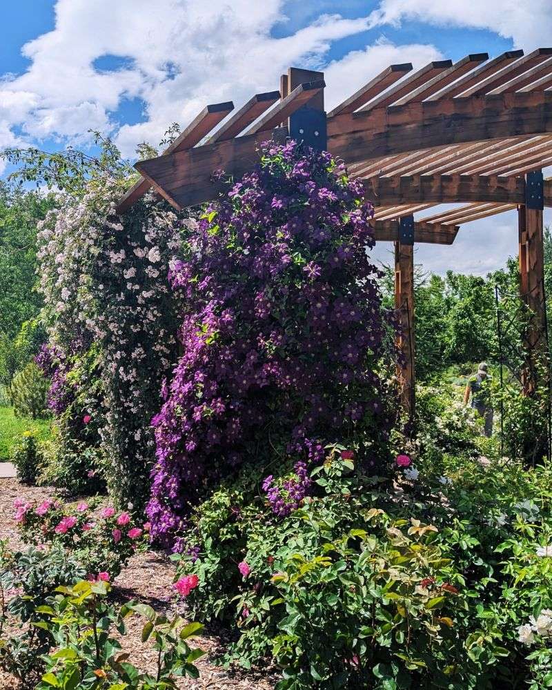 Not Enough Sunlight on the Vine