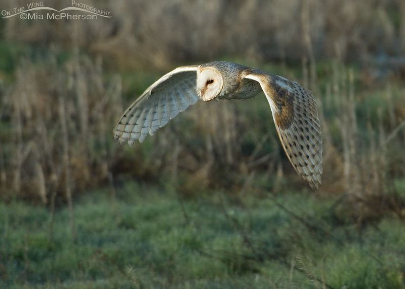 Open hunting space matters more than a flower bed