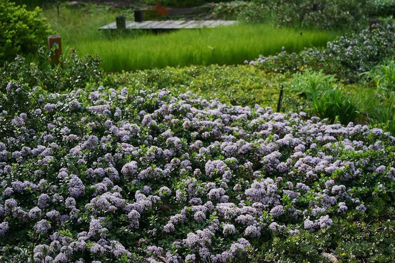 Point Reyes Ceanothus (Ceanothus gloriosus) Point Reyes Ceanothus (Ceanothus gloriosus)
