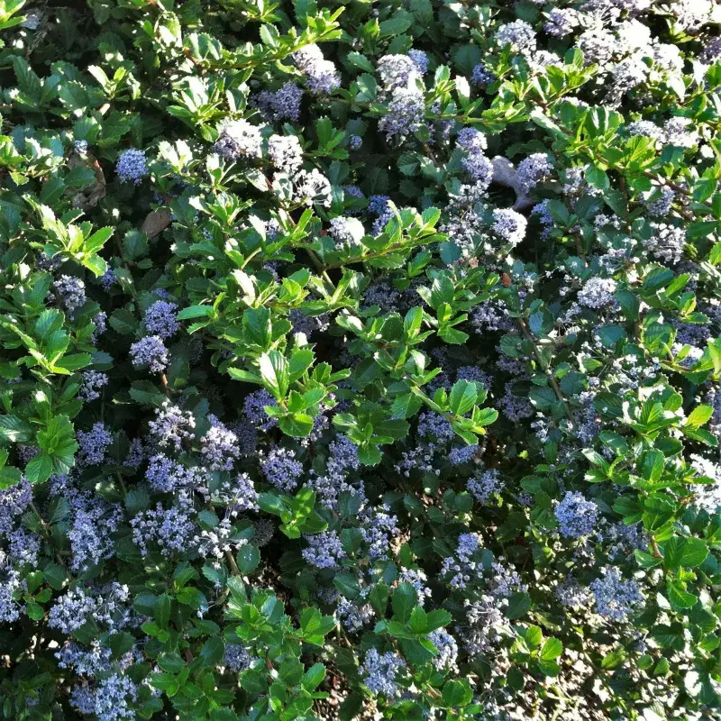 Point Reyes Ceanothus (Ceanothus gloriosus) Point Reyes Ceanothus (Ceanothus gloriosus)