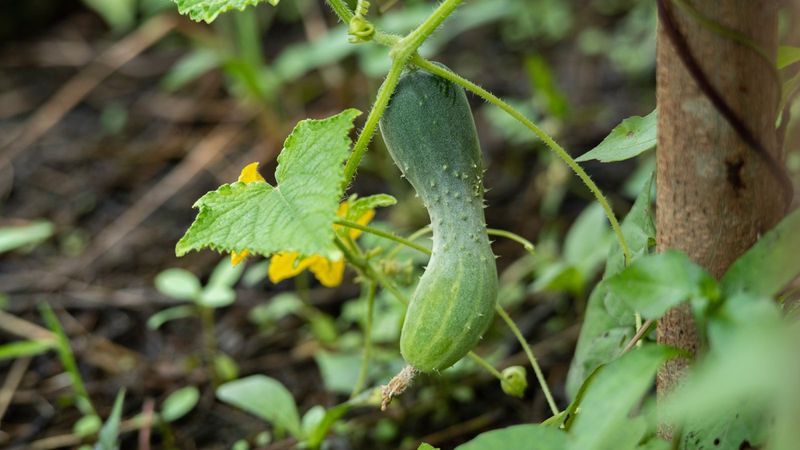 Pollen will not repair a cucumber that is already misshapen Pollen will not repair a cucumber that is already misshapen